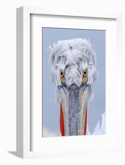 Dalmatian pelican (pelecanus crispus) portrait of adult in breeding plumage, lake kerkini, greece-Malcolm Schuyl-Framed Photographic Print