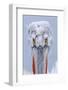 Dalmatian pelican (pelecanus crispus) portrait of adult in breeding plumage, lake kerkini, greece-Malcolm Schuyl-Framed Photographic Print