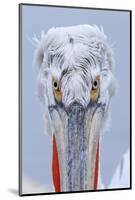 Dalmatian pelican (pelecanus crispus) portrait of adult in breeding plumage, lake kerkini, greece-Malcolm Schuyl-Mounted Photographic Print