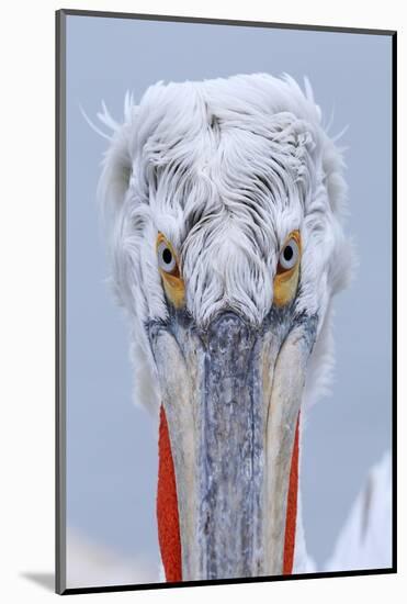 Dalmatian pelican (pelecanus crispus) portrait of adult in breeding plumage, lake kerkini, greece-Malcolm Schuyl-Mounted Photographic Print