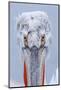 Dalmatian pelican (pelecanus crispus) portrait of adult in breeding plumage, lake kerkini, greece-Malcolm Schuyl-Mounted Photographic Print