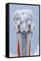 Dalmatian pelican (pelecanus crispus) portrait of adult in breeding plumage, lake kerkini, greece-Malcolm Schuyl-Framed Stretched Canvas