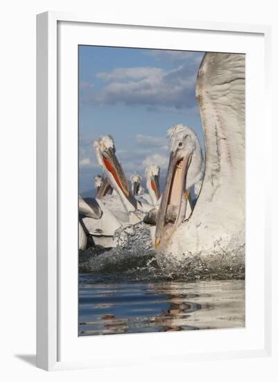 Dalmatian Pelican (Pelecanus Crispus) with Fish in Beak, Lake Kerkini, Macedonia, Greece-Peltomäki-Framed Premium Photographic Print