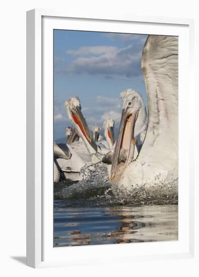 Dalmatian Pelican (Pelecanus Crispus) with Fish in Beak, Lake Kerkini, Macedonia, Greece-Peltomäki-Framed Premium Photographic Print