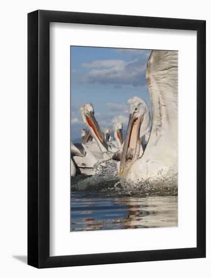 Dalmatian Pelican (Pelecanus Crispus) with Fish in Beak, Lake Kerkini, Macedonia, Greece-Peltomäki-Framed Photographic Print