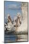 Dalmatian Pelican (Pelecanus Crispus) with Fish in Beak, Lake Kerkini, Macedonia, Greece-Peltomäki-Mounted Photographic Print