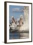 Dalmatian Pelican (Pelecanus Crispus) with Fish in Beak, Lake Kerkini, Macedonia, Greece-Peltomäki-Framed Photographic Print