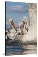 Dalmatian Pelican (Pelecanus Crispus) with Fish in Beak, Lake Kerkini, Macedonia, Greece-Peltomäki-Stretched Canvas