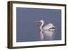 Dalmatian Pelican (Pelecanus Crispus) with Open Beak on Lake Kerkini, Macedonia, Greece, February-Peltomäki-Framed Photographic Print