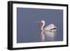 Dalmatian Pelican (Pelecanus Crispus) with Open Beak on Lake Kerkini, Macedonia, Greece, February-Peltomäki-Framed Photographic Print