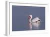 Dalmatian Pelican (Pelecanus Crispus) with Open Beak on Lake Kerkini, Macedonia, Greece, February-Peltomäki-Framed Photographic Print