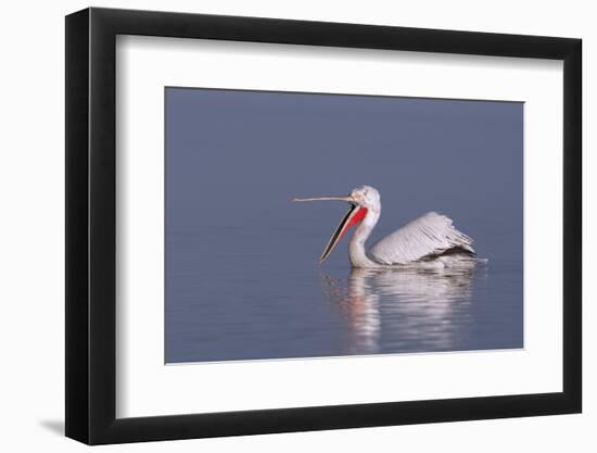 Dalmatian Pelican (Pelecanus Crispus) with Open Beak on Lake Kerkini, Macedonia, Greece, February-Peltomäki-Framed Photographic Print