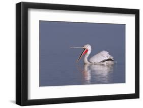 Dalmatian Pelican (Pelecanus Crispus) with Open Beak on Lake Kerkini, Macedonia, Greece, February-Peltomäki-Framed Photographic Print