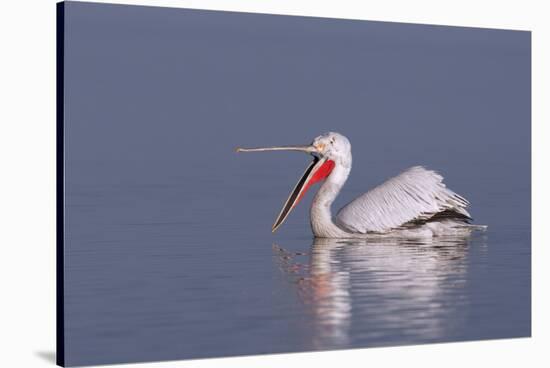 Dalmatian Pelican (Pelecanus Crispus) with Open Beak on Lake Kerkini, Macedonia, Greece, February-Peltomäki-Stretched Canvas