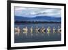 Dalmatian pelicans meeting-Xavier Ortega-Framed Photographic Print