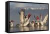 Dalmatian Pelicans (Pelecanus Crispus) Feeding on Thrown Fish, Lake Kerkini, Macedonia, Greece-Peltomäki-Framed Stretched Canvas