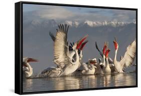 Dalmatian Pelicans (Pelecanus Crispus) Feeding on Thrown Fish, Lake Kerkini, Macedonia, Greece-Peltomäki-Framed Stretched Canvas