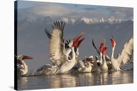 Dalmatian Pelicans (Pelecanus Crispus) Feeding on Thrown Fish, Lake Kerkini, Macedonia, Greece-Peltomäki-Stretched Canvas