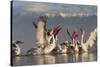 Dalmatian Pelicans (Pelecanus Crispus) Feeding on Thrown Fish, Lake Kerkini, Macedonia, Greece-Peltomäki-Stretched Canvas