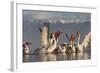 Dalmatian Pelicans (Pelecanus Crispus) Feeding on Thrown Fish, Lake Kerkini, Macedonia, Greece-Peltomäki-Framed Photographic Print