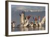 Dalmatian Pelicans (Pelecanus Crispus) Feeding on Thrown Fish, Lake Kerkini, Macedonia, Greece-Peltomäki-Framed Photographic Print