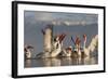 Dalmatian Pelicans (Pelecanus Crispus) Feeding on Thrown Fish, Lake Kerkini, Macedonia, Greece-Peltomäki-Framed Photographic Print