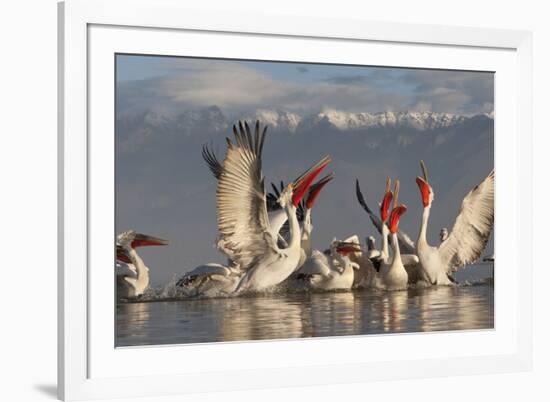 Dalmatian Pelicans (Pelecanus Crispus) Feeding on Thrown Fish, Lake Kerkini, Macedonia, Greece-Peltomäki-Framed Photographic Print