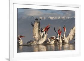 Dalmatian Pelicans (Pelecanus Crispus) Feeding on Thrown Fish, Lake Kerkini, Macedonia, Greece-Peltomäki-Framed Photographic Print