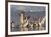 Dalmatian Pelicans (Pelecanus Crispus) Feeding on Thrown Fish, Lake Kerkini, Macedonia, Greece-Peltomäki-Framed Photographic Print