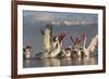 Dalmatian Pelicans (Pelecanus Crispus) Feeding on Thrown Fish, Lake Kerkini, Macedonia, Greece-Peltomäki-Framed Photographic Print