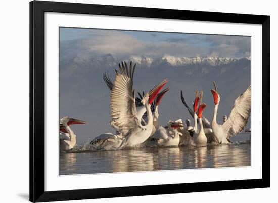 Dalmatian Pelicans (Pelecanus Crispus) Feeding on Thrown Fish, Lake Kerkini, Macedonia, Greece-Peltomäki-Framed Photographic Print