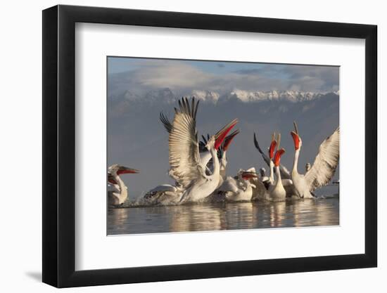 Dalmatian Pelicans (Pelecanus Crispus) Feeding on Thrown Fish, Lake Kerkini, Macedonia, Greece-Peltomäki-Framed Photographic Print