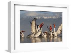 Dalmatian Pelicans (Pelecanus Crispus) Feeding on Thrown Fish, Lake Kerkini, Macedonia, Greece-Peltomäki-Framed Photographic Print