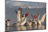 Dalmatian Pelicans (Pelecanus Crispus) Feeding on Thrown Fish, Lake Kerkini, Macedonia, Greece-Peltomäki-Mounted Photographic Print