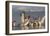 Dalmatian Pelicans (Pelecanus Crispus) Feeding on Thrown Fish, Lake Kerkini, Macedonia, Greece-Peltomäki-Framed Photographic Print