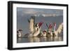 Dalmatian Pelicans (Pelecanus Crispus) Feeding on Thrown Fish, Lake Kerkini, Macedonia, Greece-Peltomäki-Framed Photographic Print