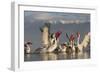 Dalmatian Pelicans (Pelecanus Crispus) Feeding on Thrown Fish, Lake Kerkini, Macedonia, Greece-Peltomäki-Framed Photographic Print