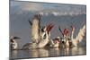 Dalmatian Pelicans (Pelecanus Crispus) Feeding on Thrown Fish, Lake Kerkini, Macedonia, Greece-Peltomäki-Mounted Photographic Print