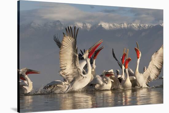 Dalmatian Pelicans (Pelecanus Crispus) Feeding on Thrown Fish, Lake Kerkini, Macedonia, Greece-Peltomäki-Stretched Canvas