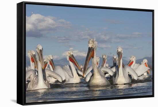 Dalmatian Pelicans (Pelecanus Crispus) on Lake Kerkini, Macedonia, Greece, February 2009-Peltomäki-Framed Stretched Canvas