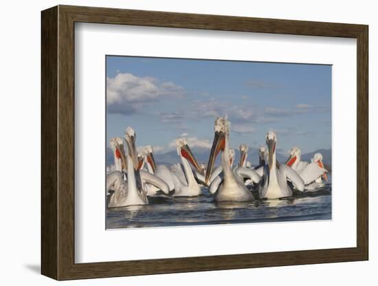 Dalmatian Pelicans (Pelecanus Crispus) on Lake Kerkini, Macedonia, Greece, February 2009-Peltomäki-Framed Photographic Print