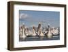 Dalmatian Pelicans (Pelecanus Crispus) on Lake Kerkini, Macedonia, Greece, February 2009-Peltomäki-Framed Photographic Print