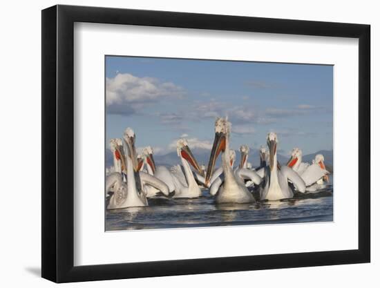 Dalmatian Pelicans (Pelecanus Crispus) on Lake Kerkini, Macedonia, Greece, February 2009-Peltomäki-Framed Photographic Print