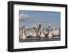 Dalmatian Pelicans (Pelecanus Crispus) on Lake Kerkini, Macedonia, Greece, February 2009-Peltomäki-Framed Photographic Print