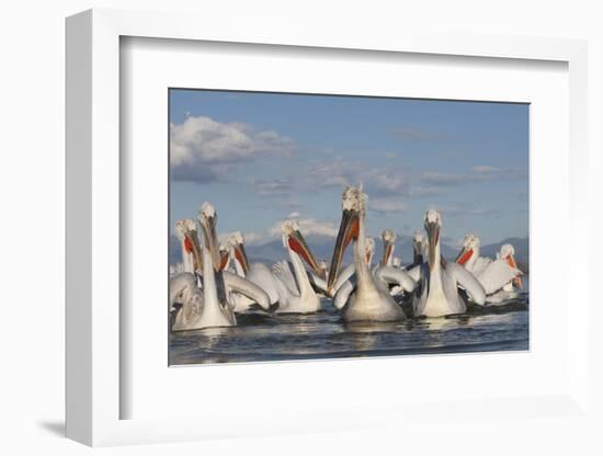 Dalmatian Pelicans (Pelecanus Crispus) on Lake Kerkini, Macedonia, Greece, February 2009-Peltomäki-Framed Photographic Print