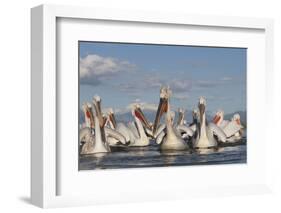 Dalmatian Pelicans (Pelecanus Crispus) on Lake Kerkini, Macedonia, Greece, February 2009-Peltomäki-Framed Photographic Print