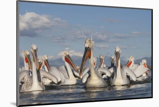 Dalmatian Pelicans (Pelecanus Crispus) on Lake Kerkini, Macedonia, Greece, February 2009-Peltomäki-Mounted Photographic Print