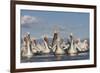 Dalmatian Pelicans (Pelecanus Crispus) on Lake Kerkini, Macedonia, Greece, February 2009-Peltomäki-Framed Photographic Print