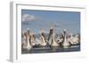 Dalmatian Pelicans (Pelecanus Crispus) on Lake Kerkini, Macedonia, Greece, February 2009-Peltomäki-Framed Photographic Print