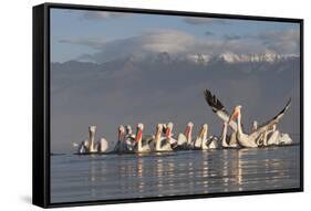 Dalmatian Pelicans (Pelecanus Crispus) One Stretching Wings, on Lake Kerkini, Macedonia, Greece-Peltomäki-Framed Stretched Canvas